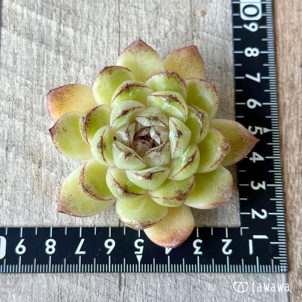 パープルディンプル(花村農園苗)
