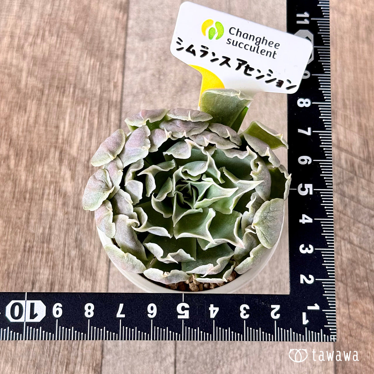 New Arrivals: Ice Green