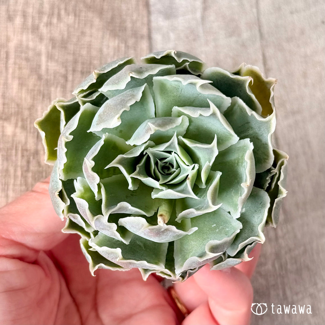 New Arrivals: Ice Green