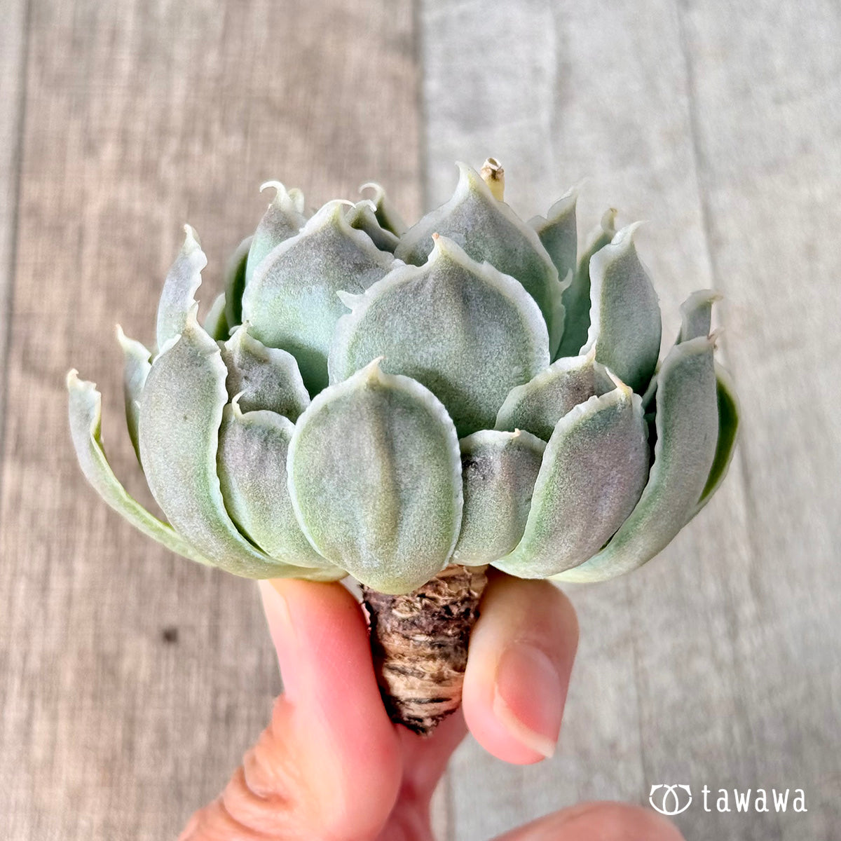 New Arrivals: Ice Green