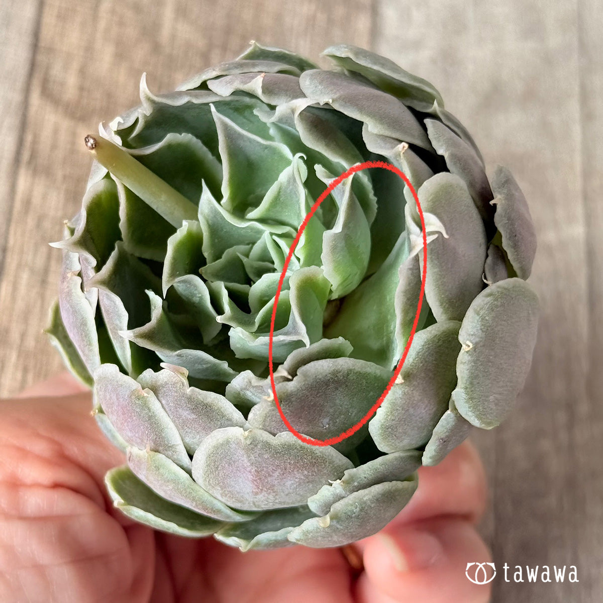 New Arrivals: Ice Green