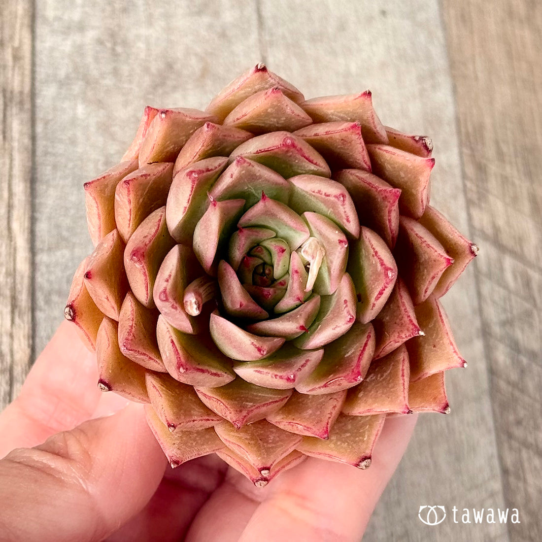 New Arrivals: Ice Green