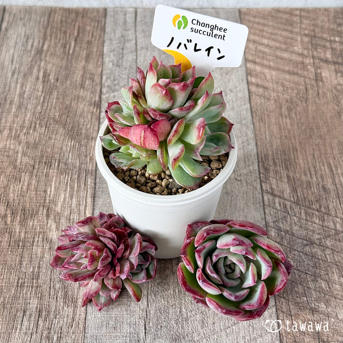 ノバレイン(チャンヒー農園苗)