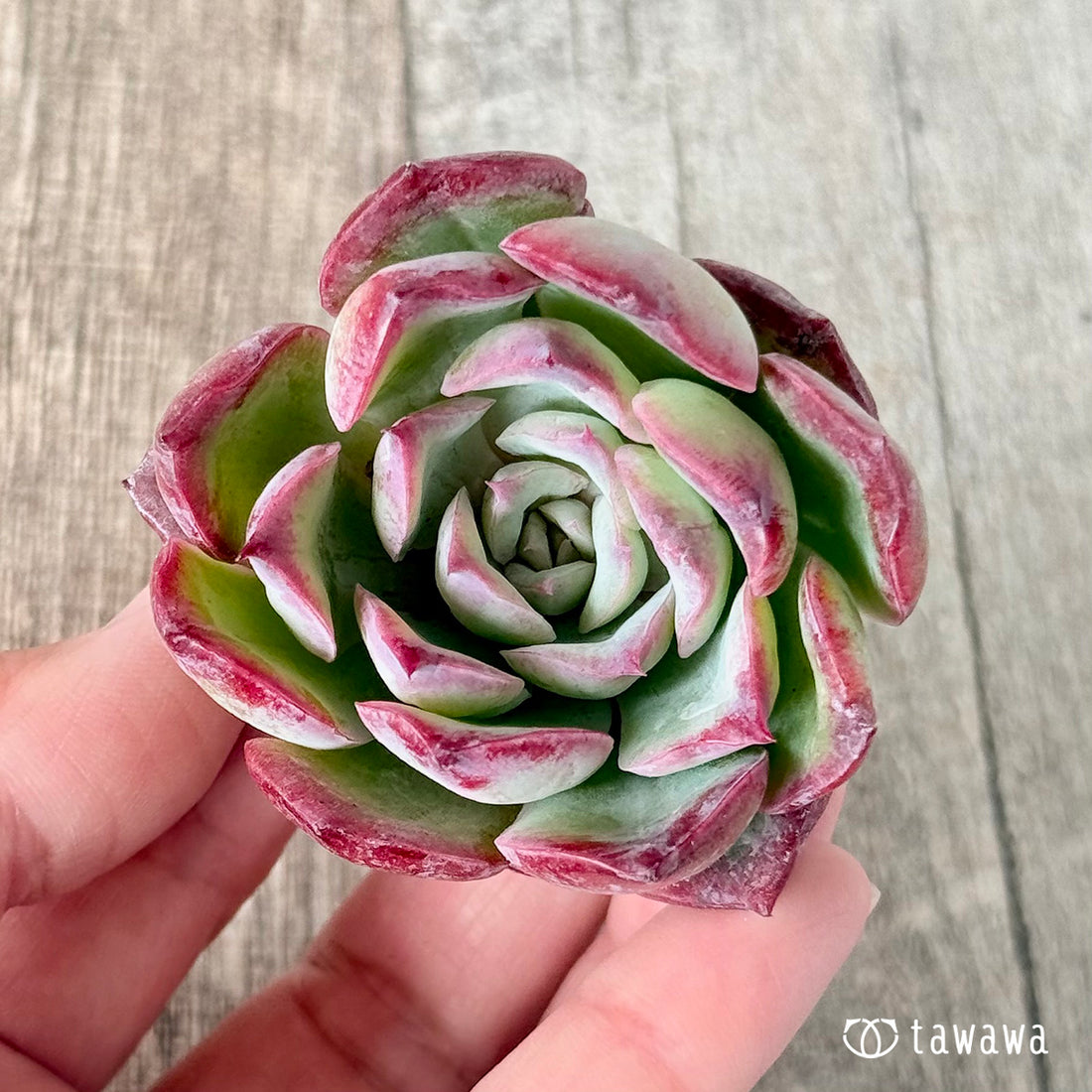 ノバレイン(チャンヒー農園苗)