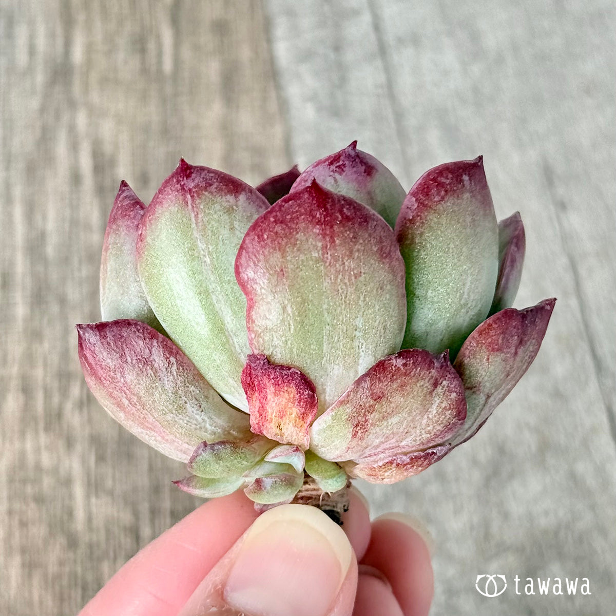 Novarein (Chang Hee Farm Seedlings)