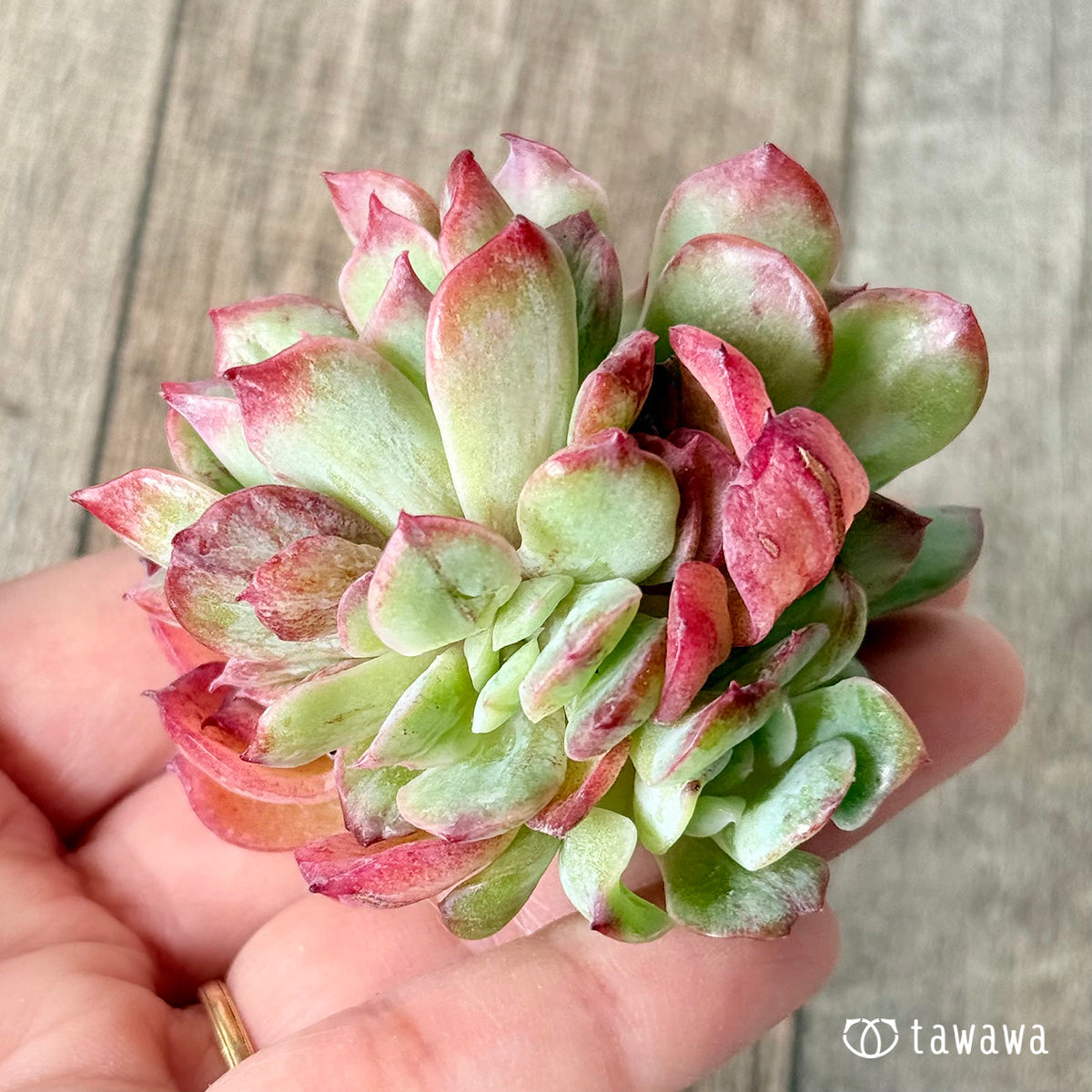 Novarein (Chang Hee Farm Seedlings)