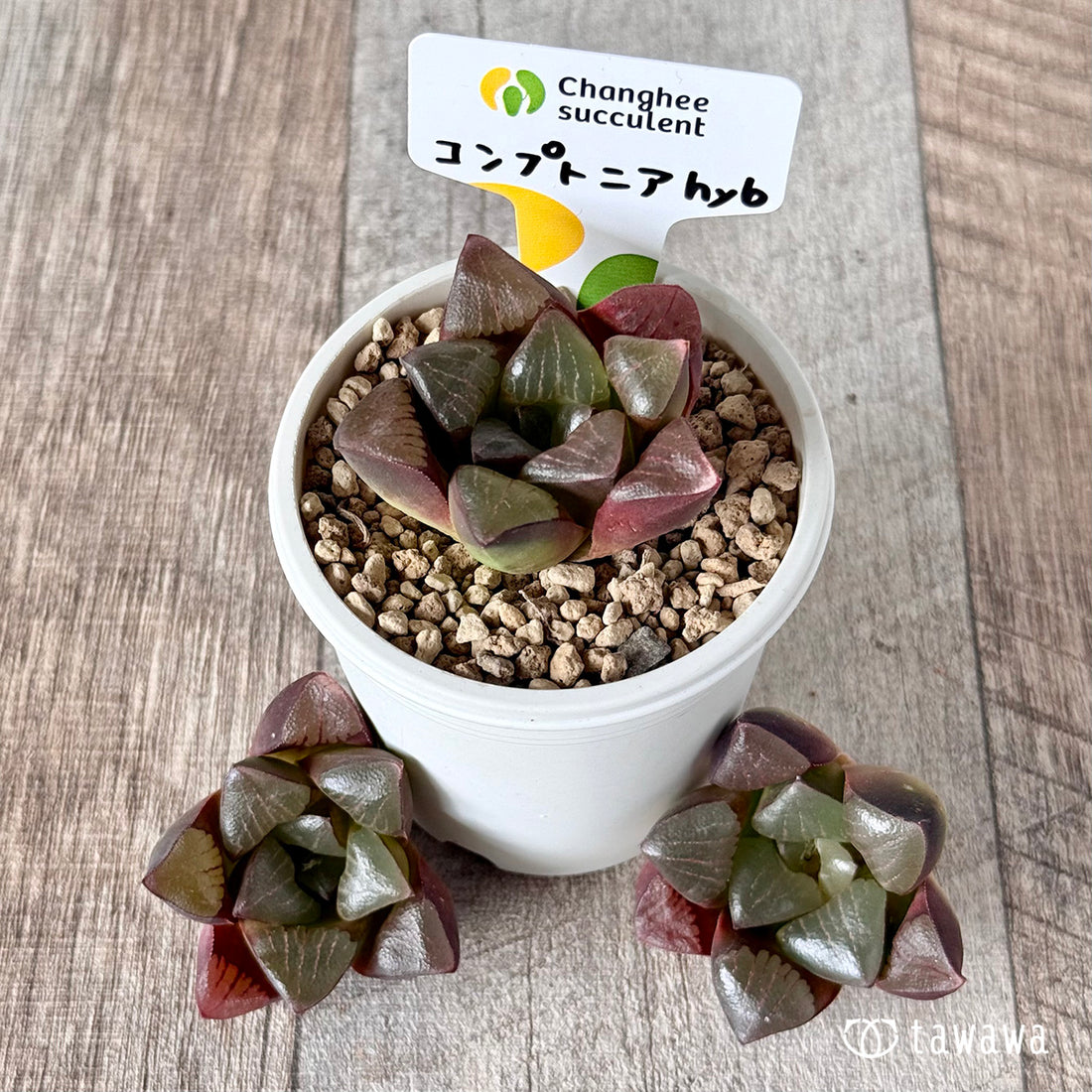 コンプトニアナhyb(チャンヒー農園苗)