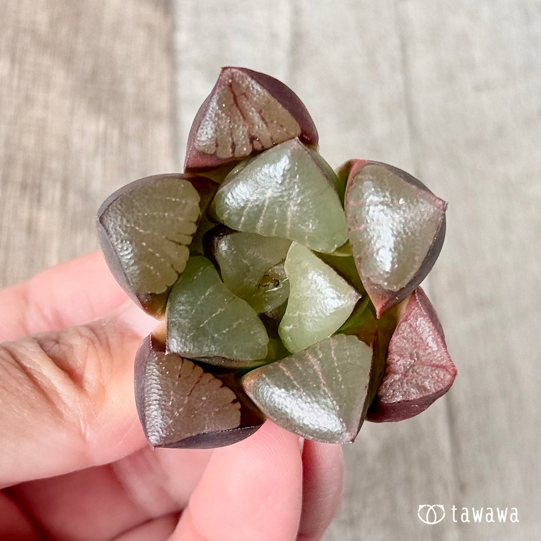 コンプトニアナhyb(チャンヒー農園苗)