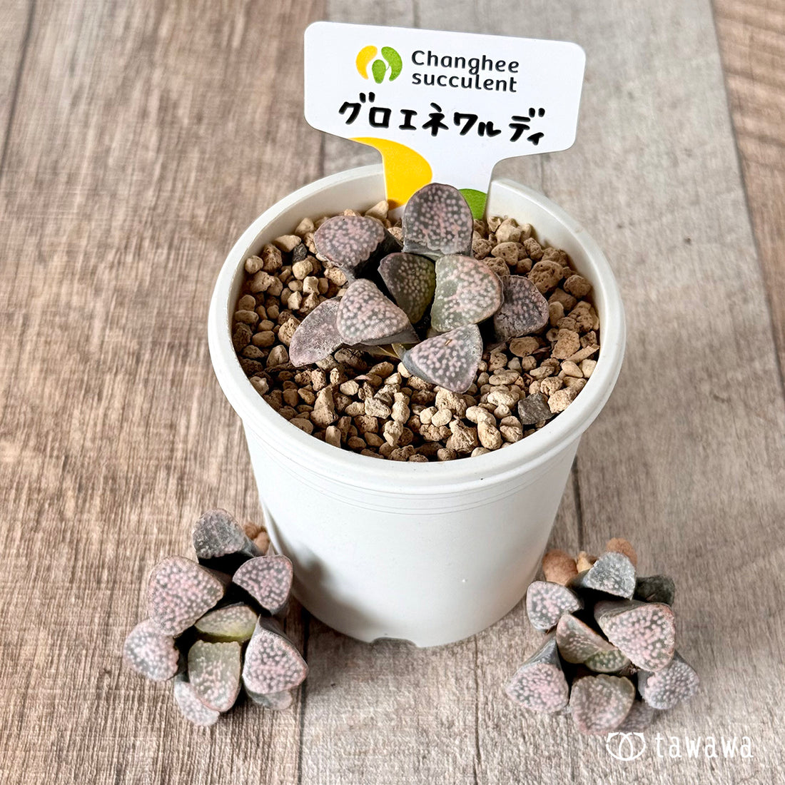 グロエネワルディ(チャンヒー農園苗)