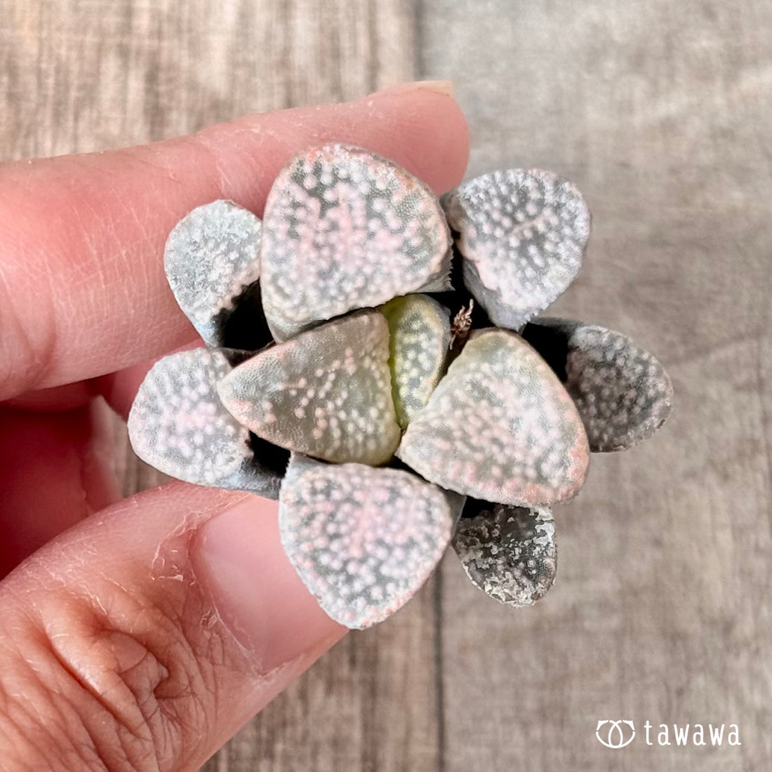 グロエネワルディ(チャンヒー農園苗)