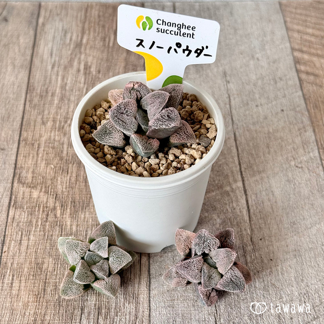 スノーパウダー(チャンヒー農園苗)