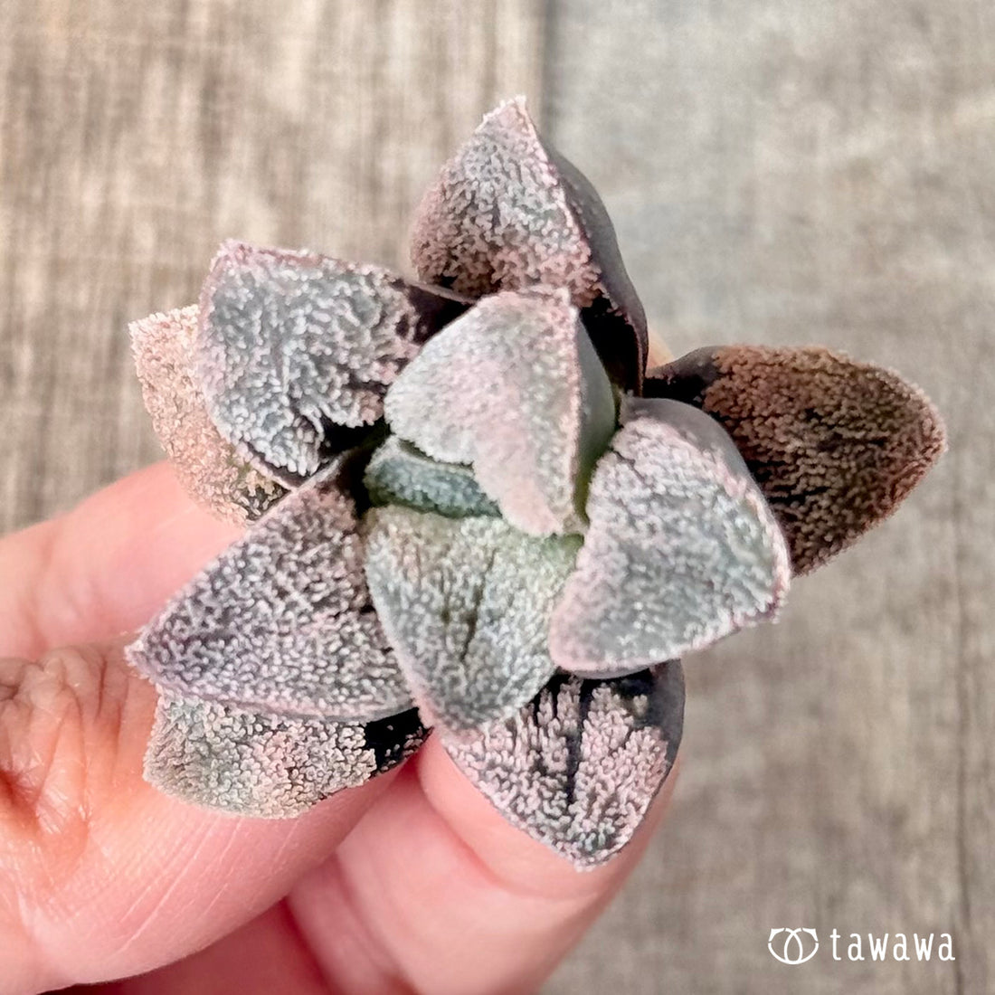 スノーパウダー(チャンヒー農園苗)