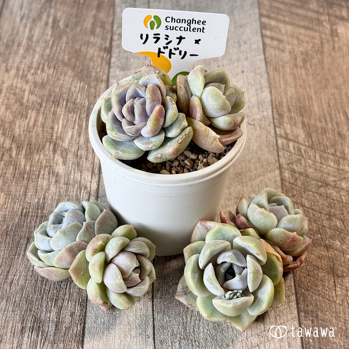 New Arrivals: Ice Green
