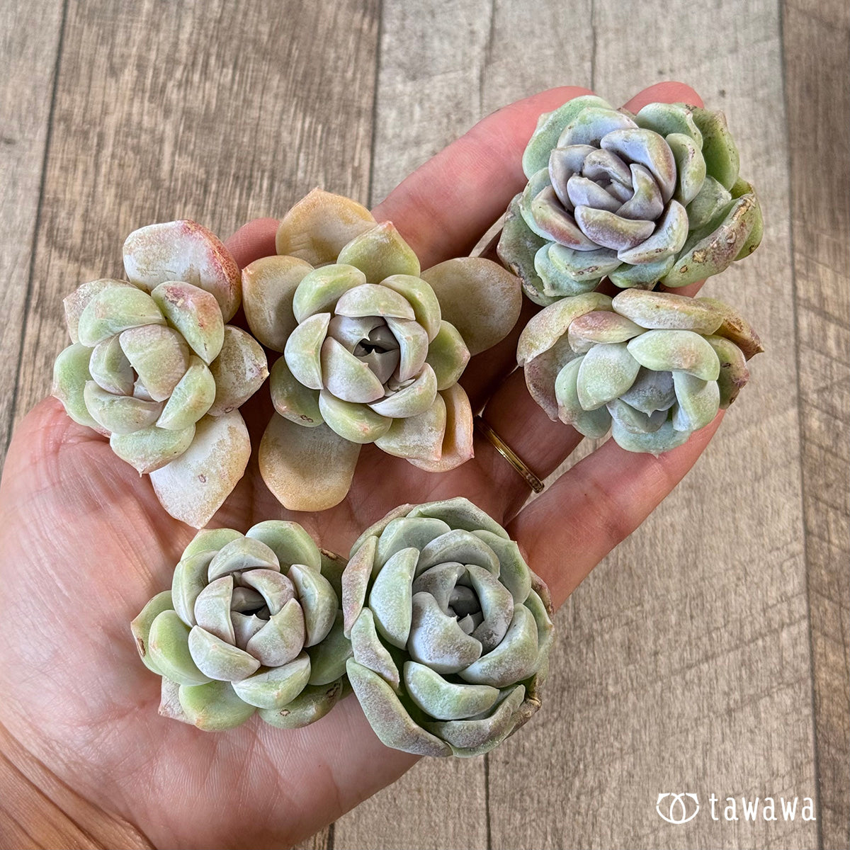 New Arrivals: Ice Green