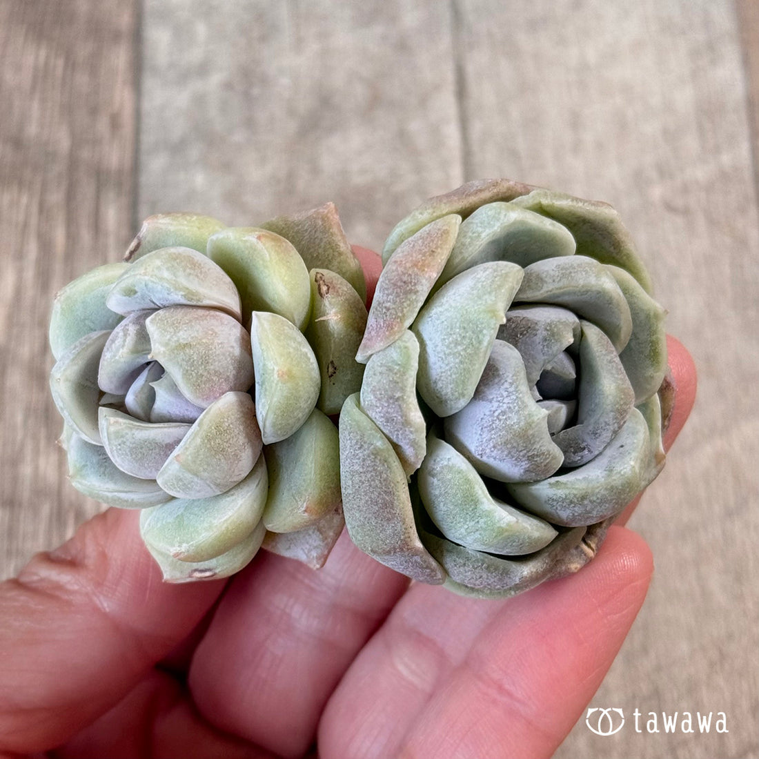 New Arrivals: Ice Green