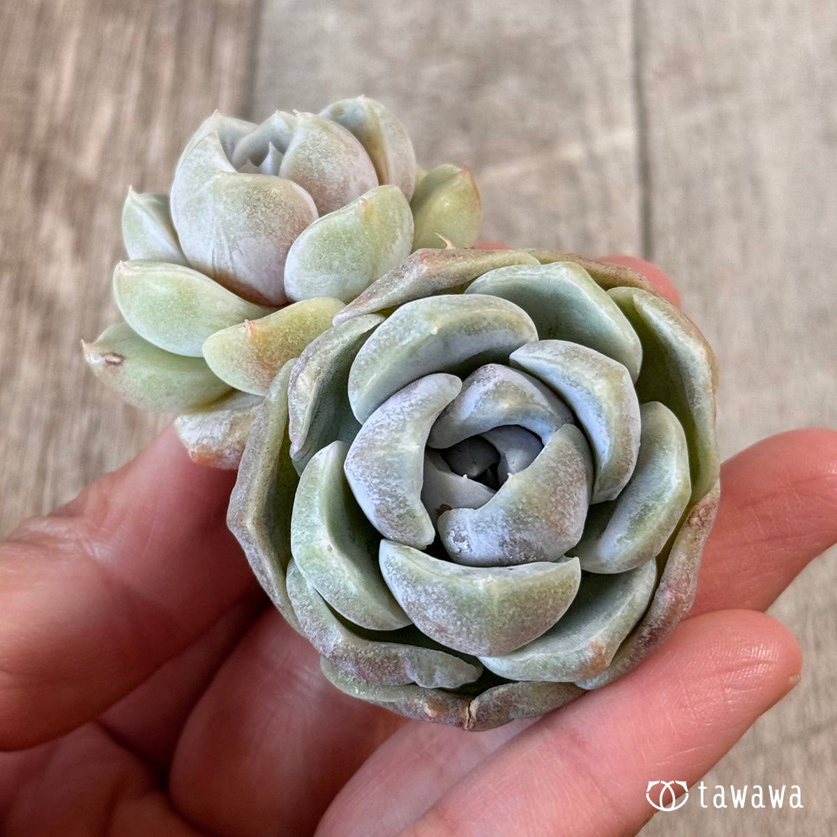 New Arrivals: Ice Green
