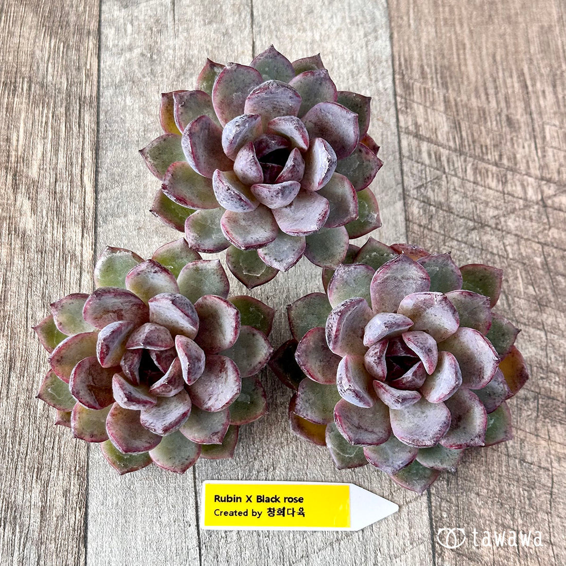 ロメオルビン×ブラックローズ(チャンヒー農園苗)