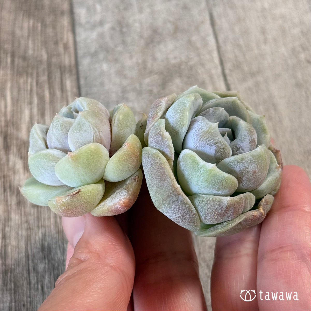 New Arrivals: Ice Green