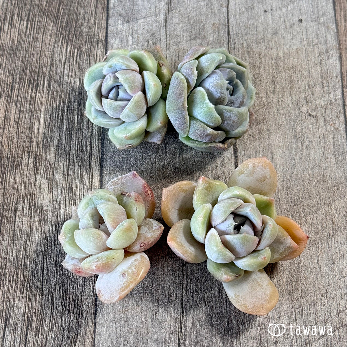 New Arrivals: Ice Green