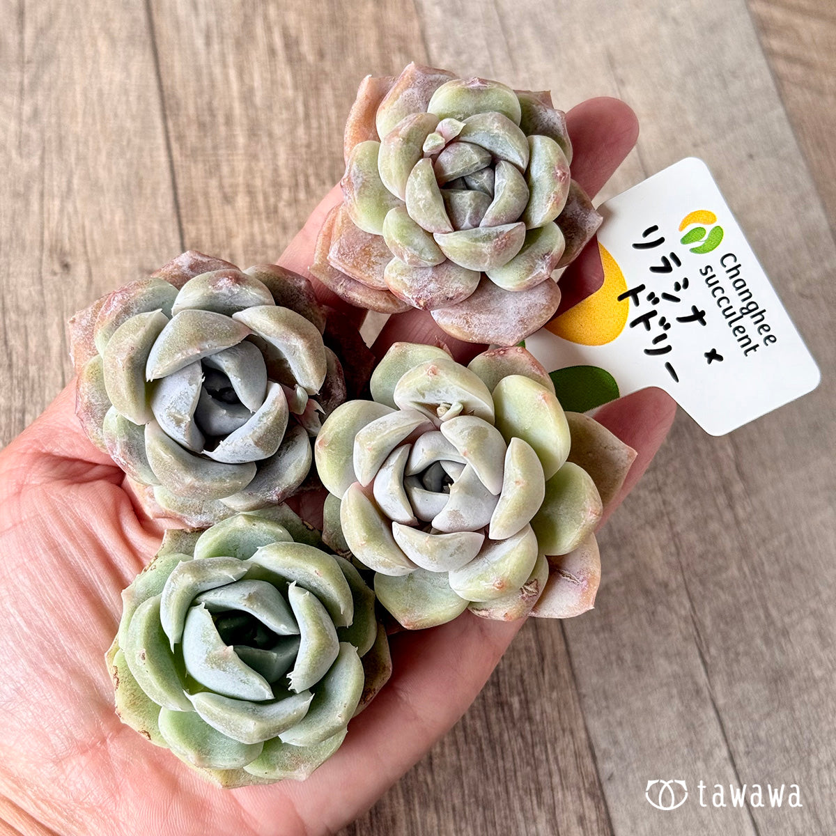 New Arrivals: Ice Green