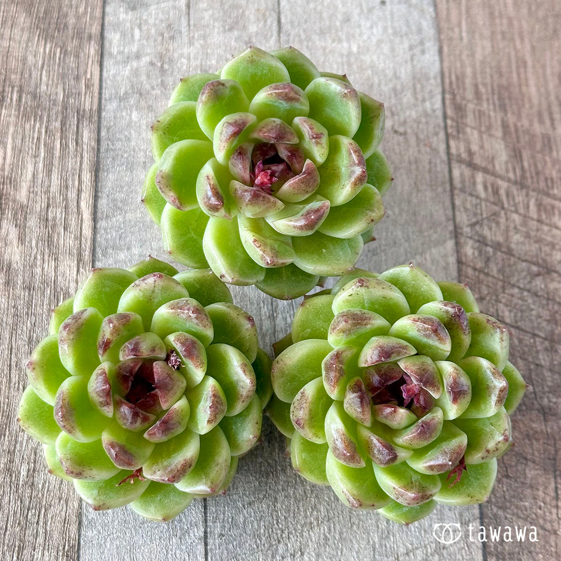 ミントチョコ(チャンヒー農園苗)