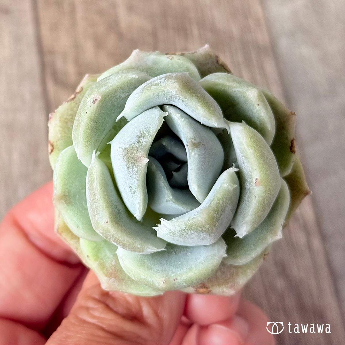 New Arrivals: Ice Green