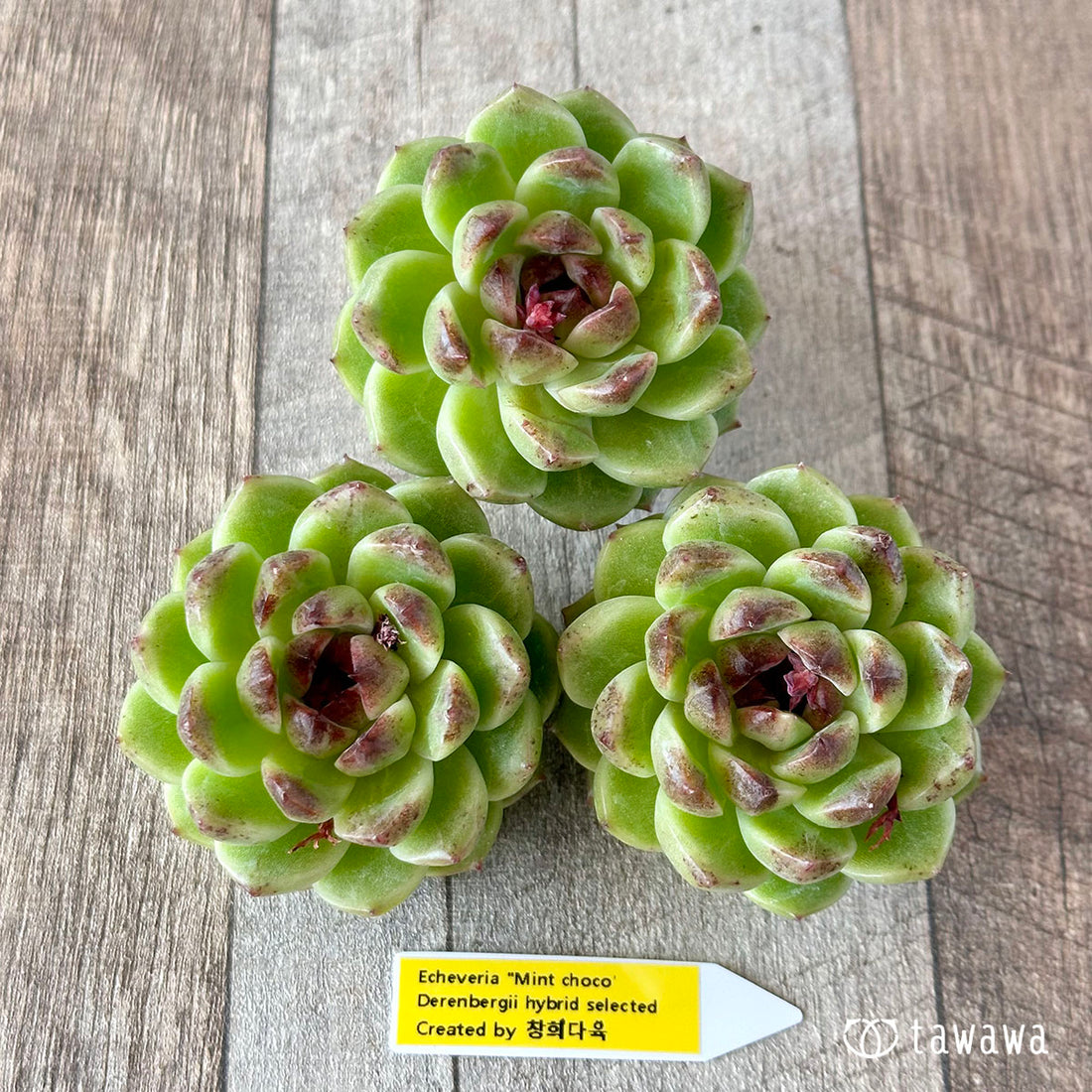 ミントチョコ(チャンヒー農園苗)