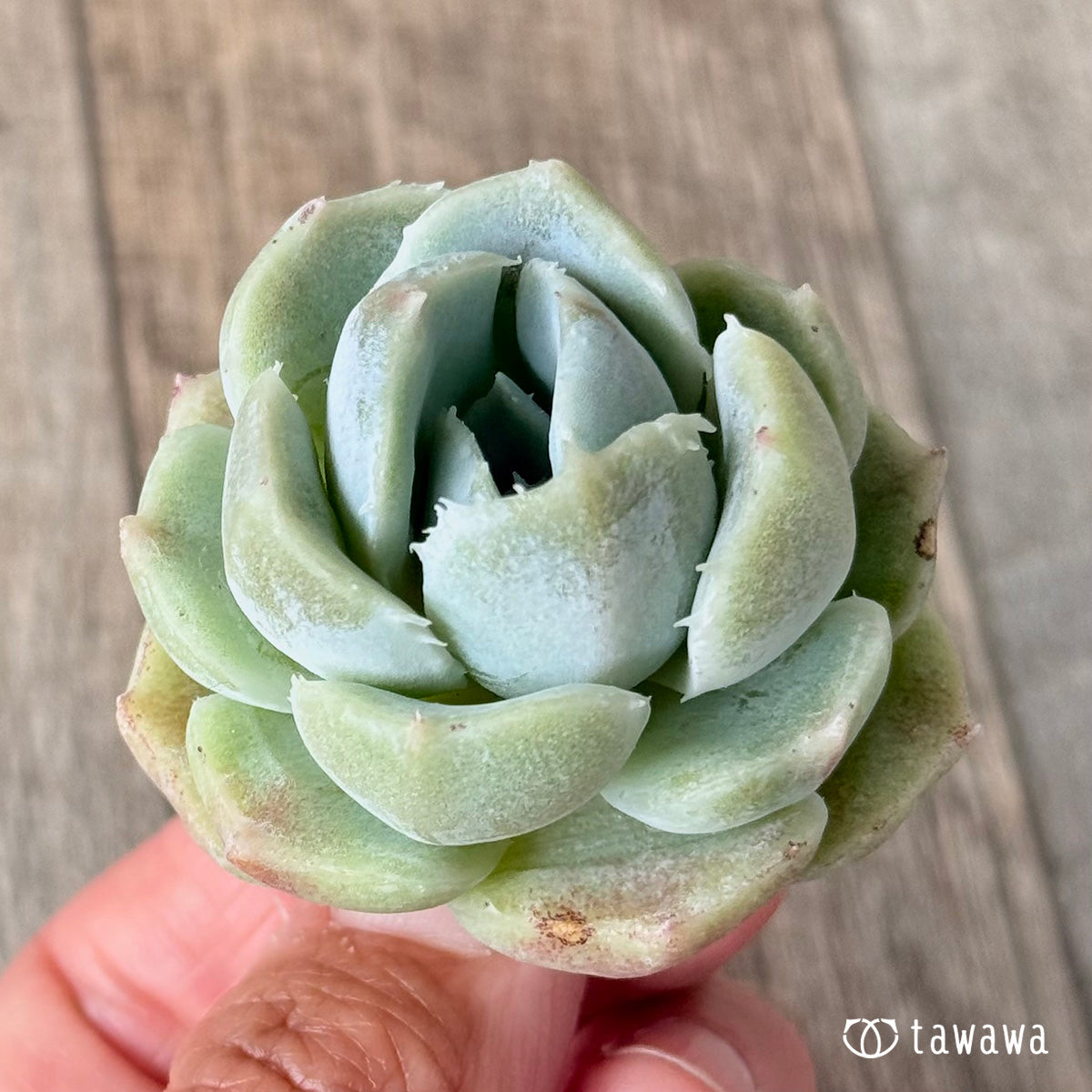New Arrivals: Ice Green