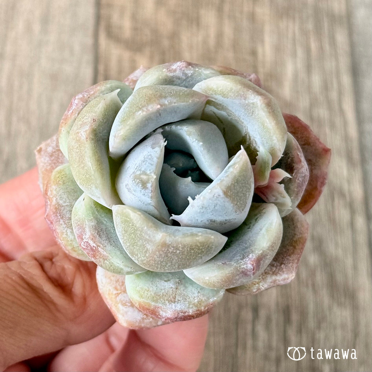 New Arrivals: Ice Green