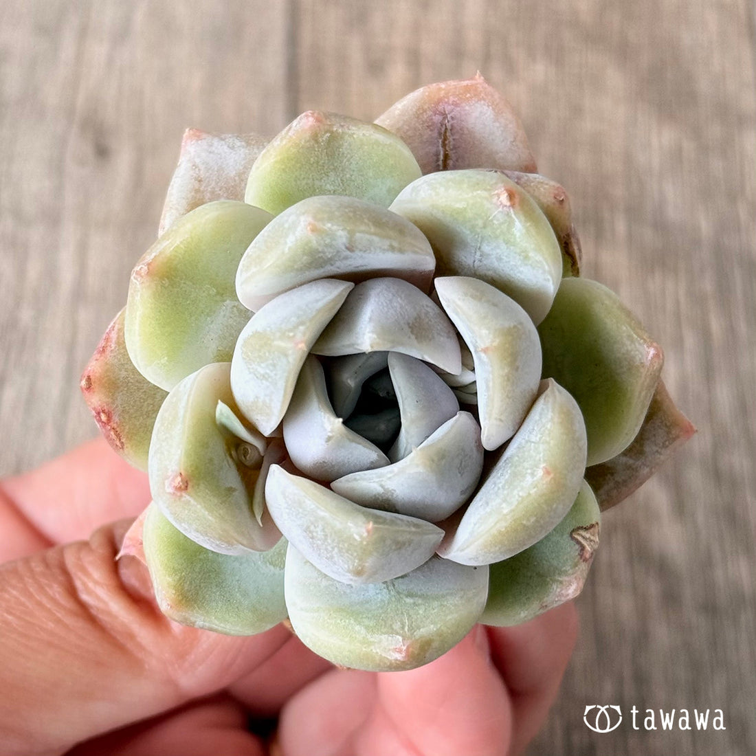 New Arrivals: Ice Green