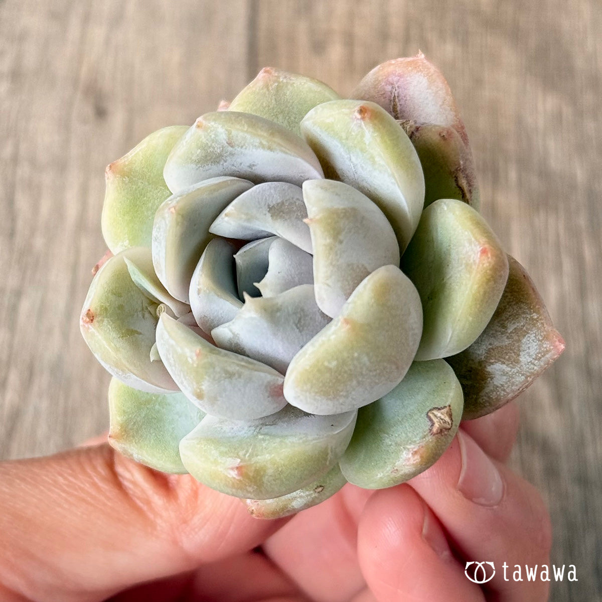 New Arrivals: Ice Green