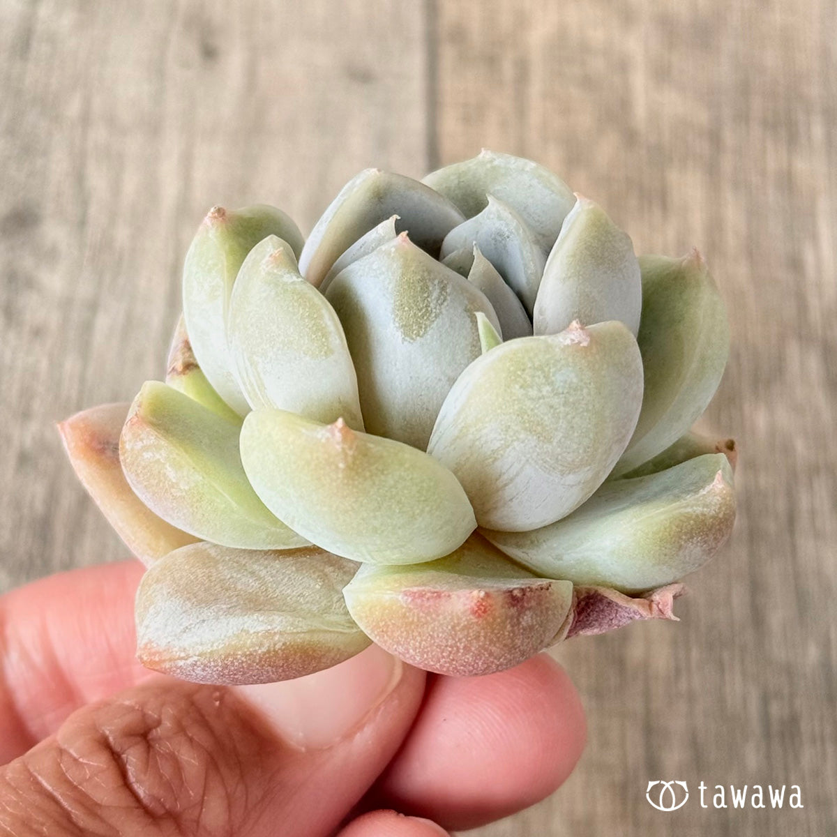 New Arrivals: Ice Green