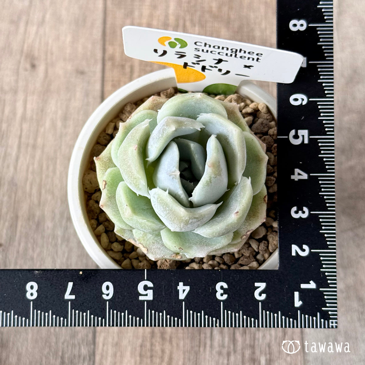 New Arrivals: Ice Green