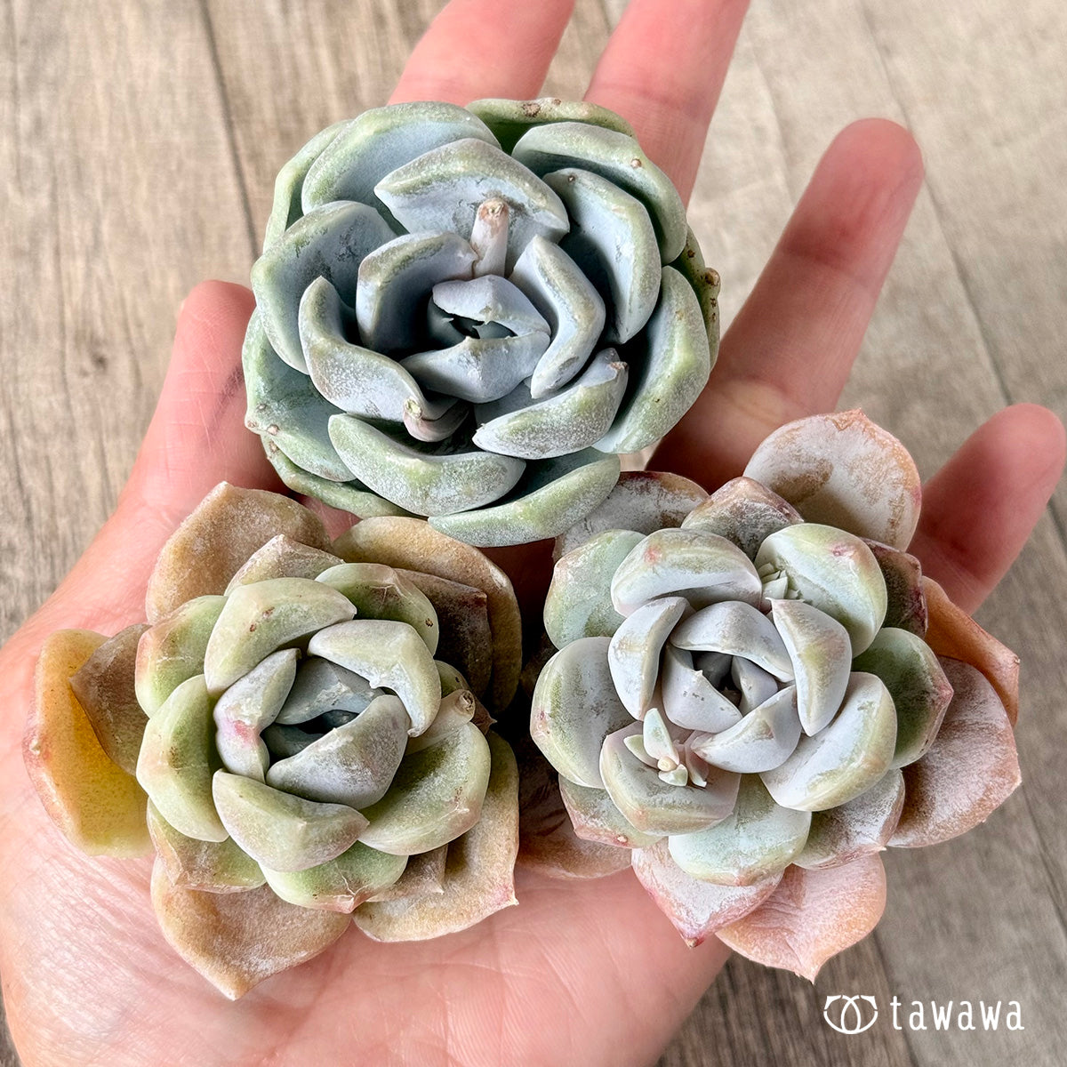 New Arrivals: Ice Green
