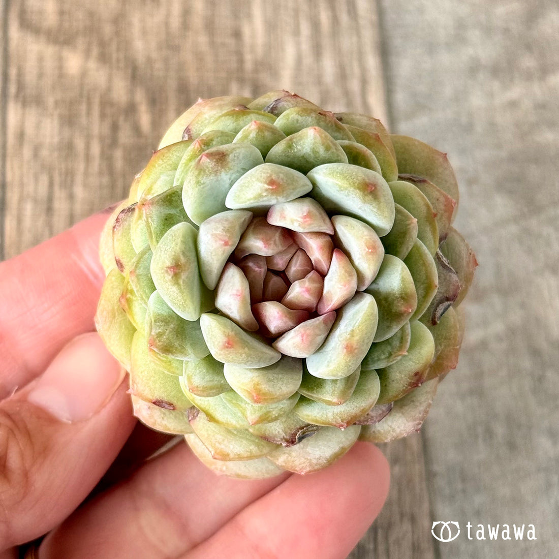 New Arrivals: Ice Green