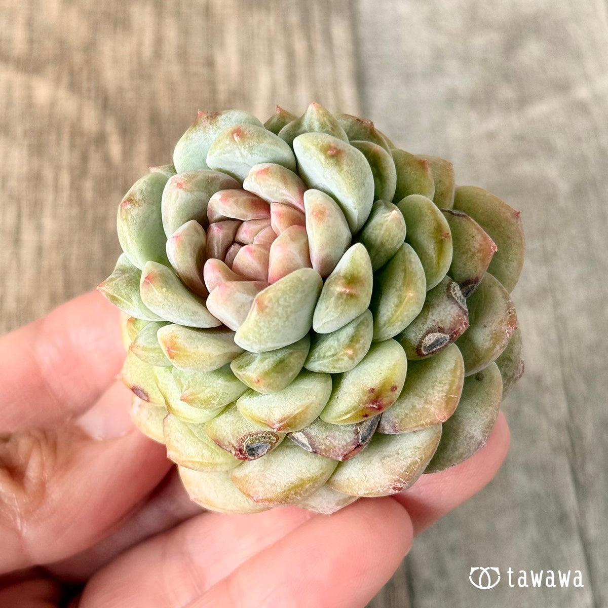 New Arrivals: Ice Green