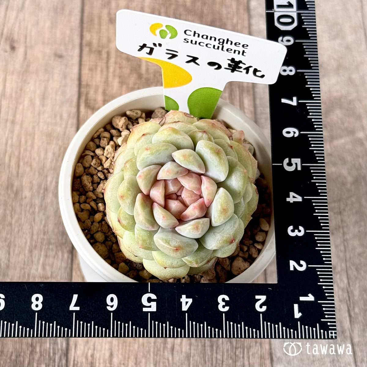 New Arrivals: Ice Green