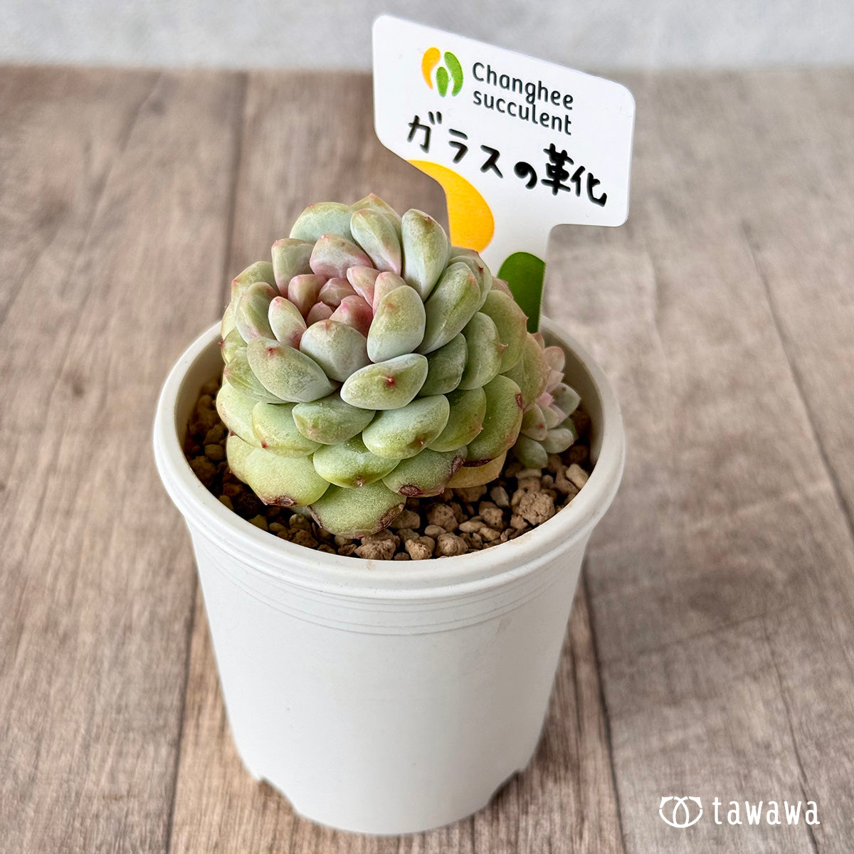 New Arrivals: Ice Green