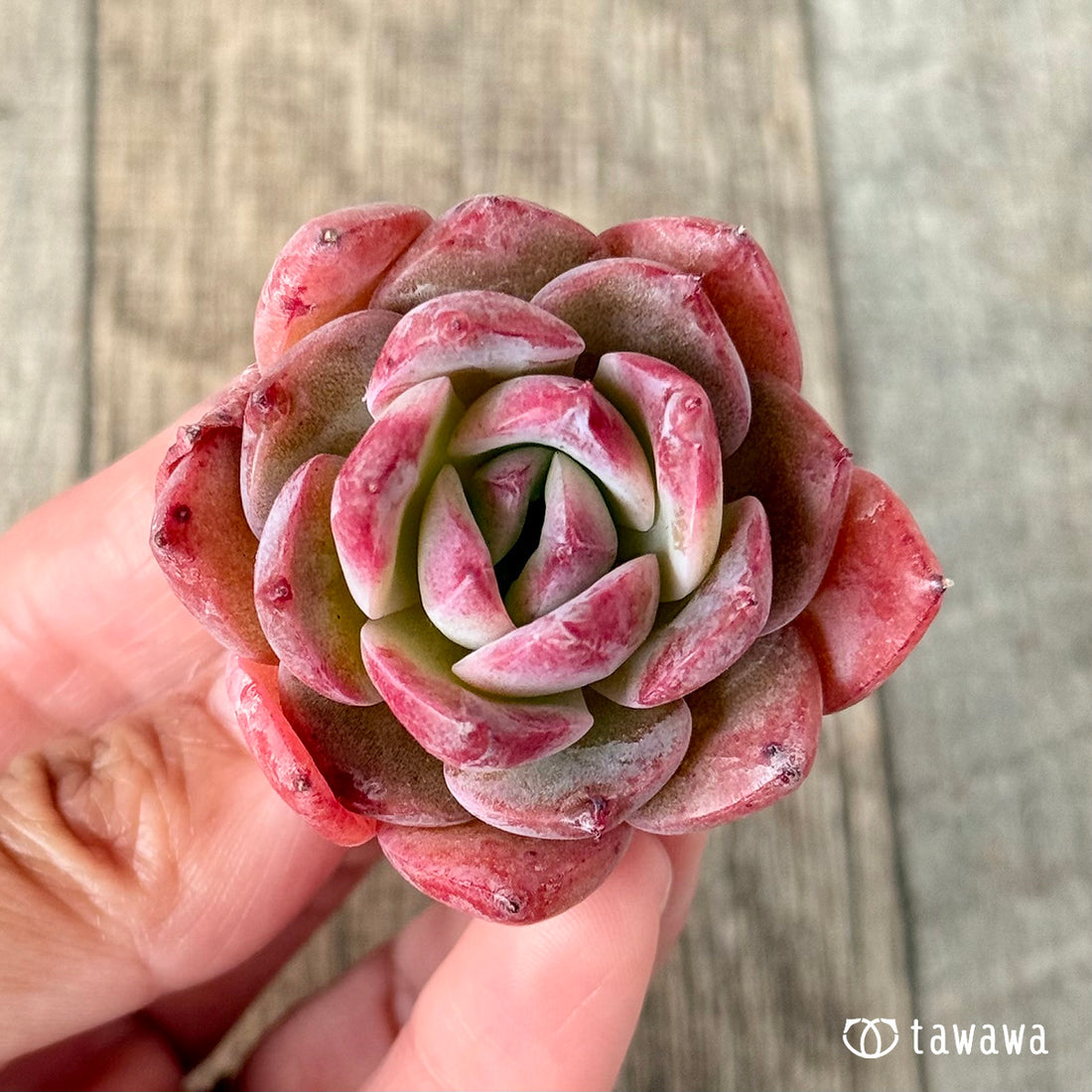 New Arrivals: Ice Green