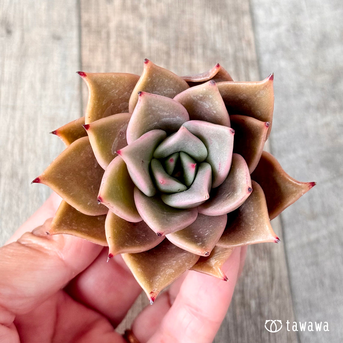 New Arrivals: Ice Green