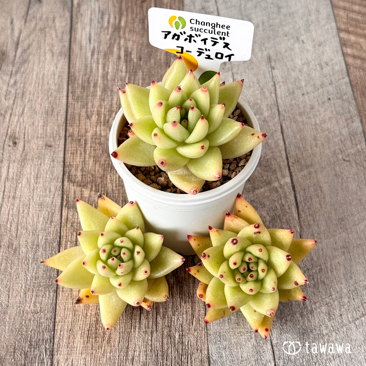 New Arrivals: Ice Green