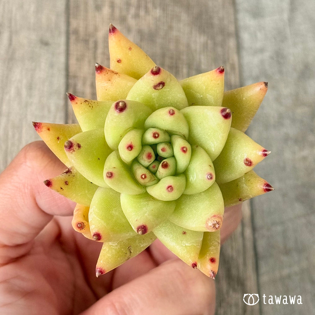 New Arrivals: Ice Green