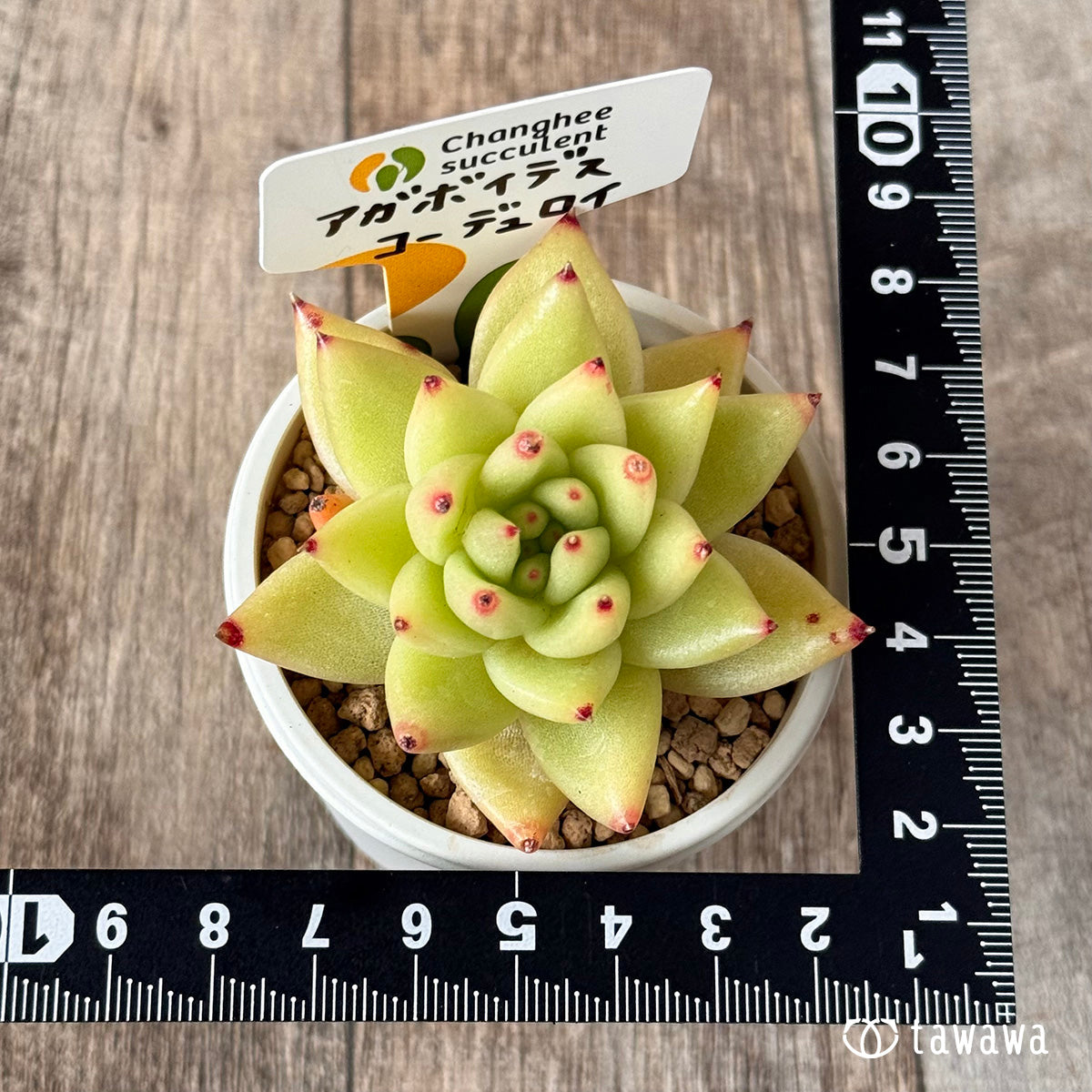 New Arrivals: Ice Green