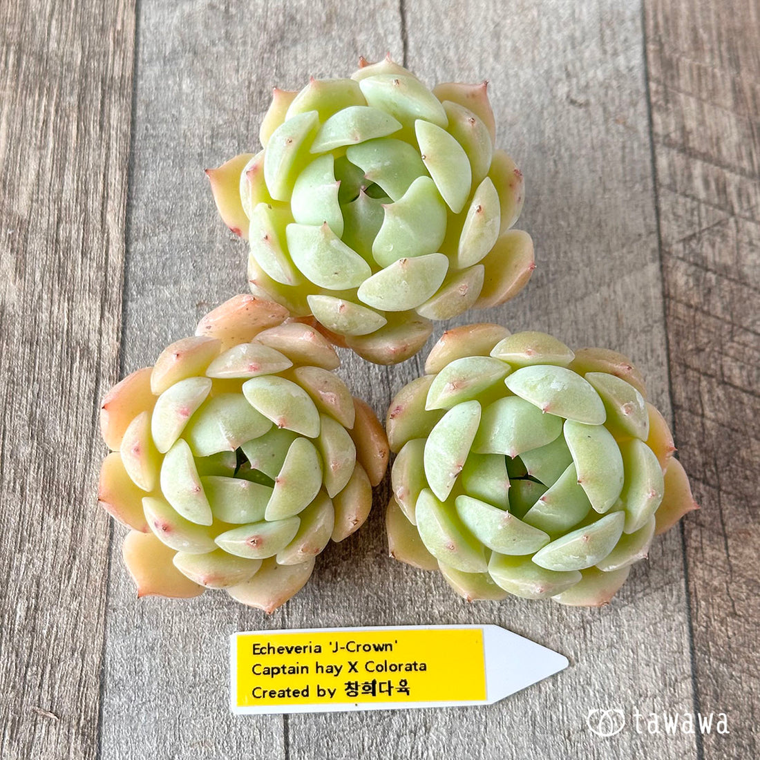 New Arrivals: Ice Green