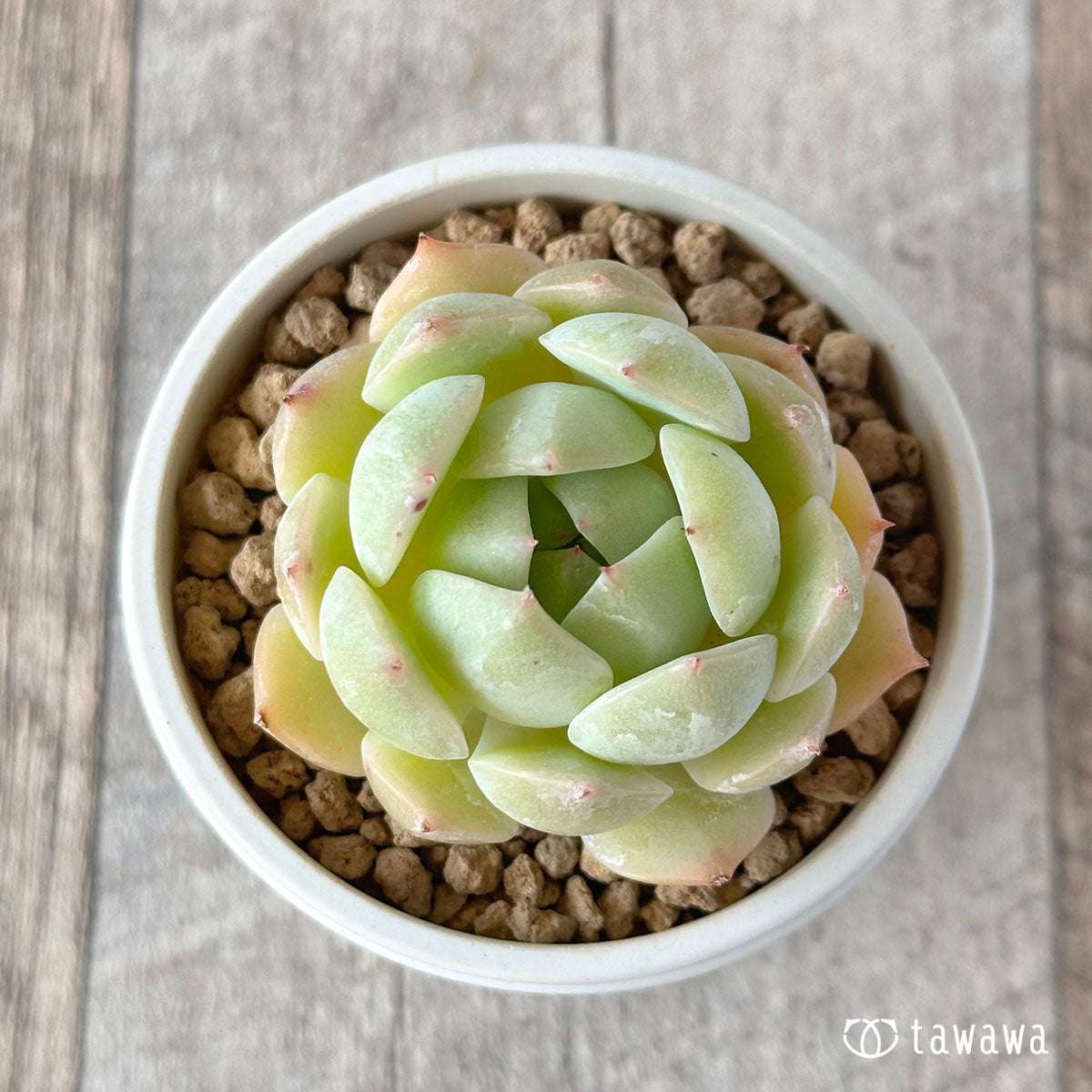 제이 크라운 (챔피언 모종)