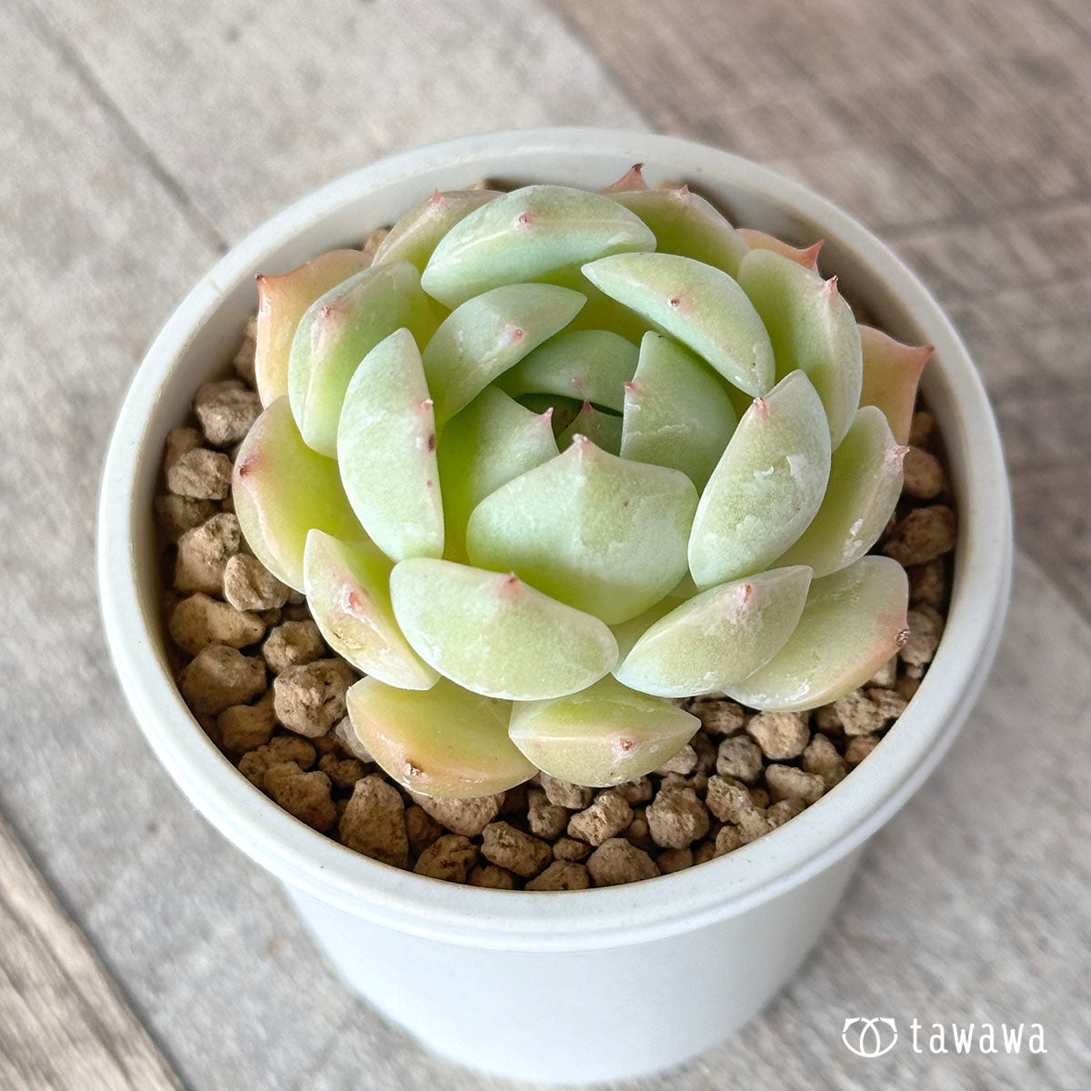 제이 크라운 (챔피언 모종)
