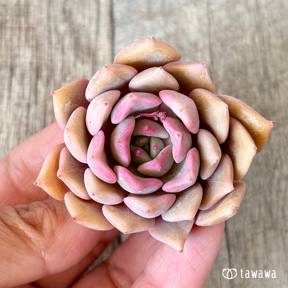 New Arrivals: Ice Green