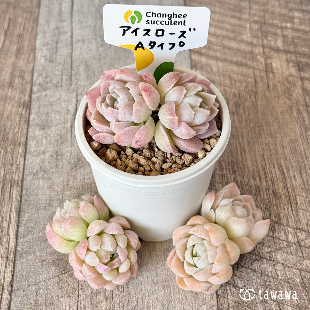 New Arrivals: Ice Green