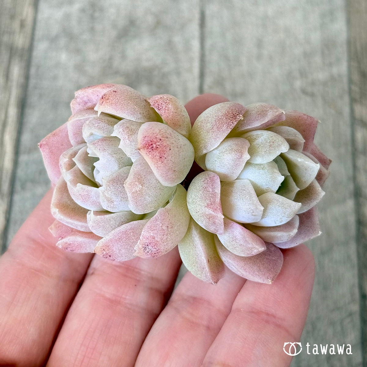 New Arrivals: Ice Green