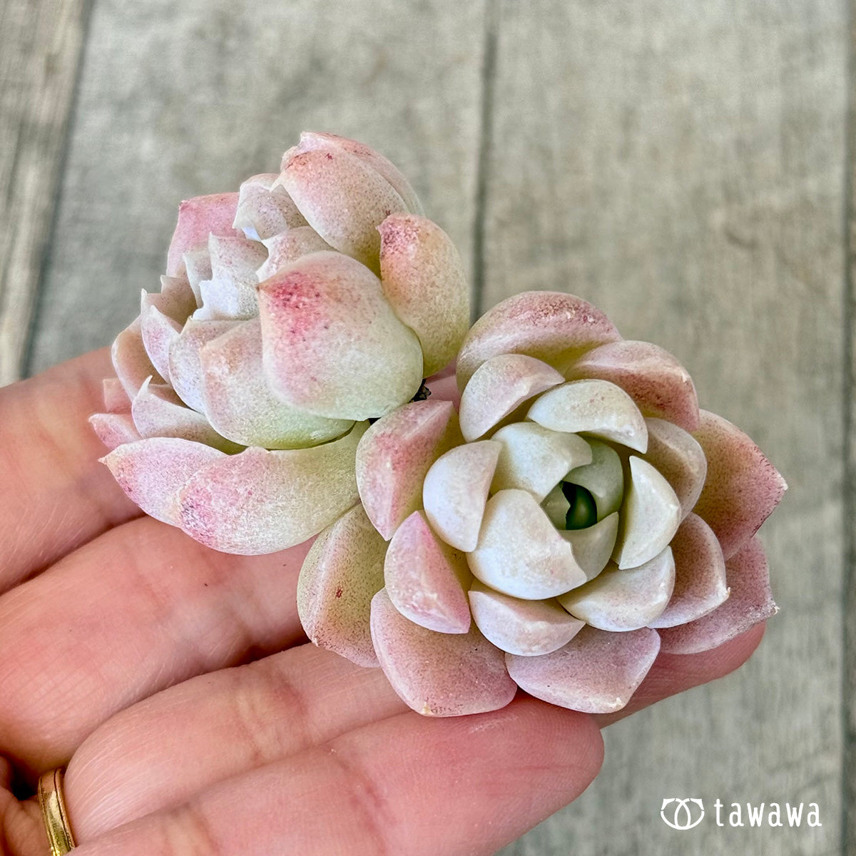New Arrivals: Ice Green